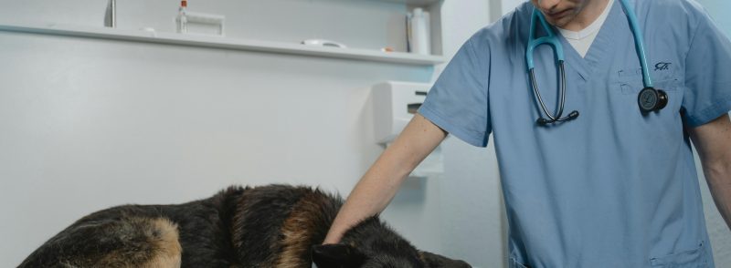 dog medication