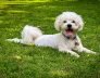 how to choose a dog kennel