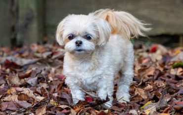 Healthy Meal Plans for Your Dogs 