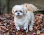 Healthy Meal Plans for Your Dogs 
