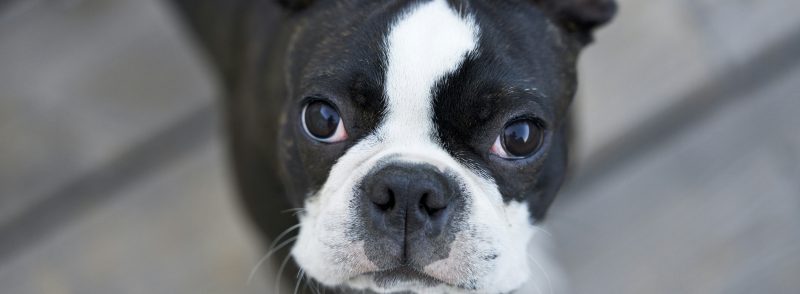 boston terrier