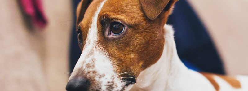 dog phobia