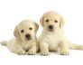 Embrace Adventure with Labrador Retriever Puppies by Your Side