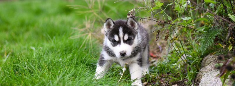 dog disease prevention tips