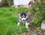 dog disease prevention tips