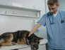 dog medication
