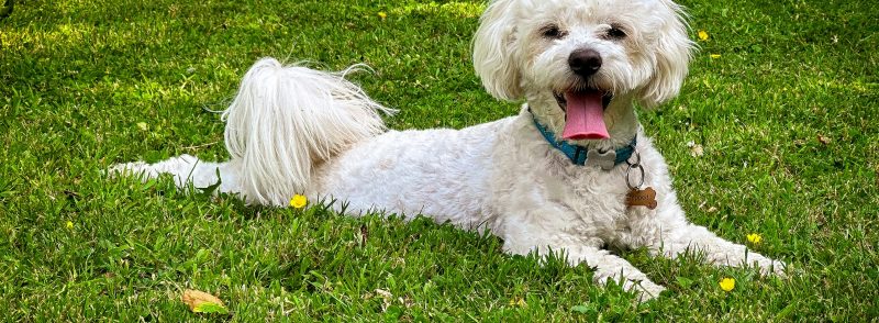 how to choose a dog kennel