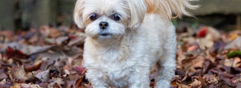 Healthy Meal Plans for Your Dogs 
