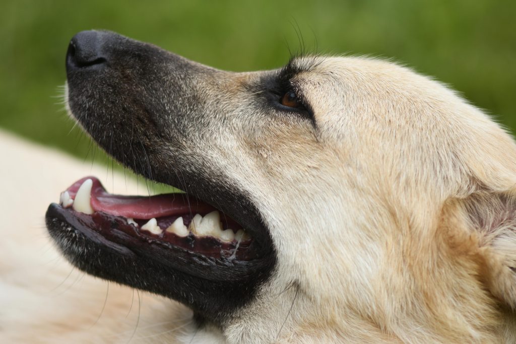 dog boarding and kennels 
