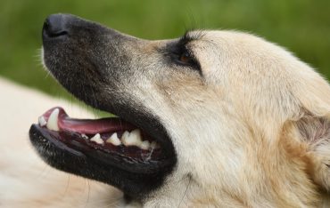 dog boarding and kennels 