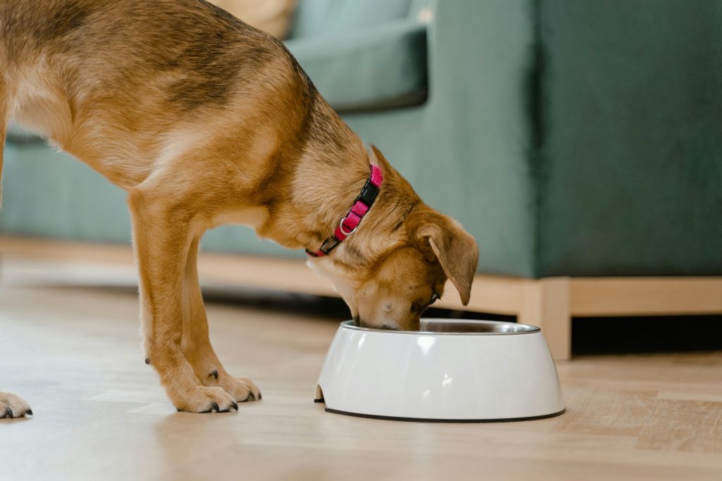 dogs meal plan