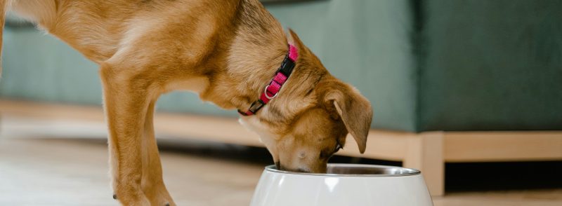 dogs meal plan