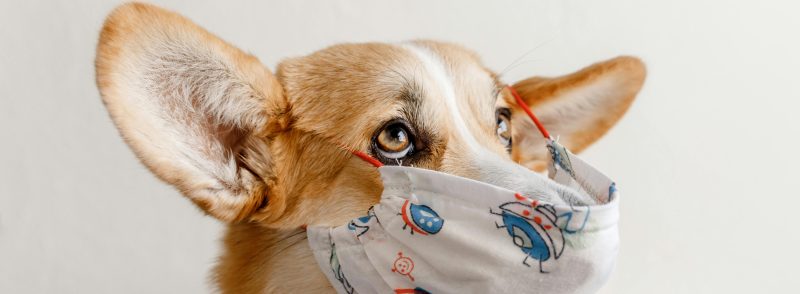 causes of gagging and coughing in dogs