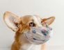 causes of gagging and coughing in dogs