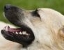 dog boarding and kennels 