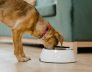 dogs meal plan