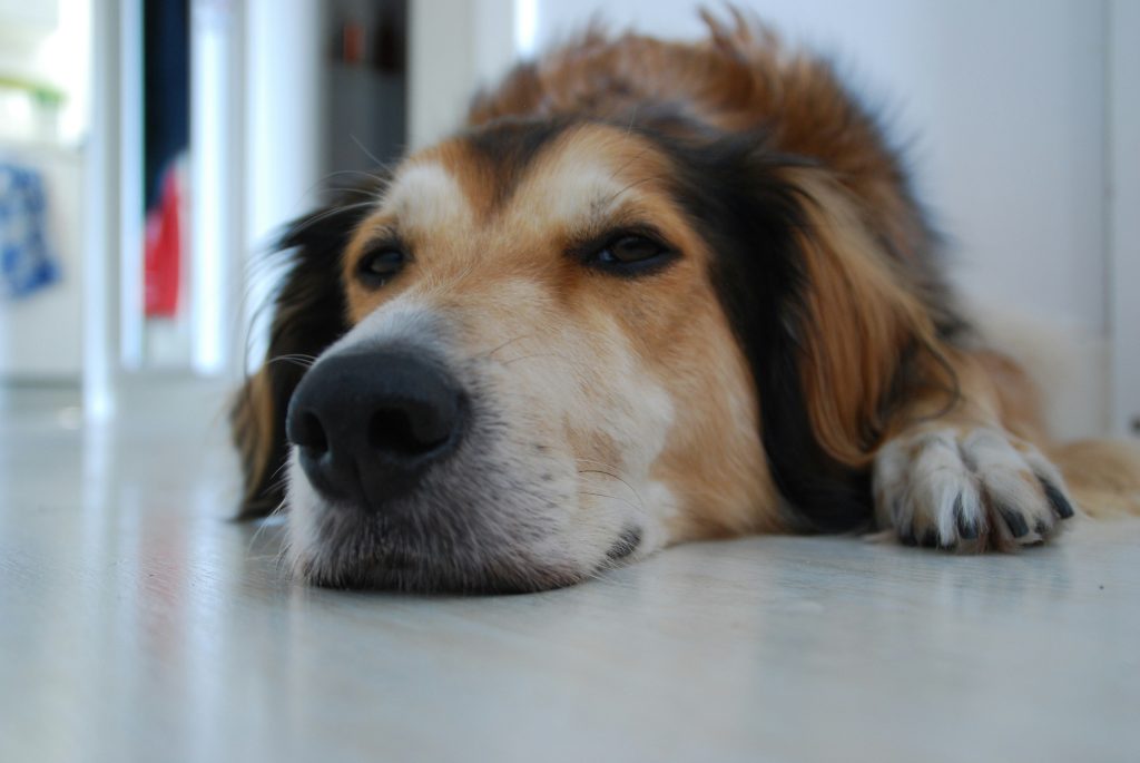 seasonal allergies in dogs
