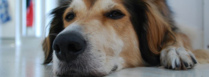 seasonal allergies in dogs