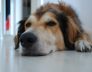 seasonal allergies in dogs