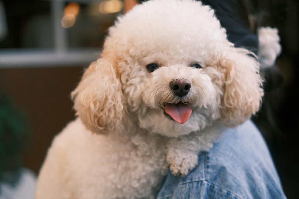 Dog Kennels Cottesloe