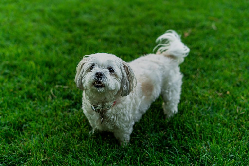 bichon frise