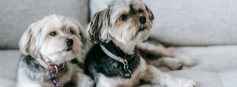 dog kennels for small dogs