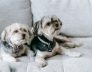 dog kennels for small dogs