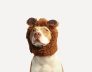 winter dog care in perth
