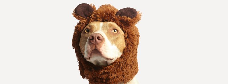 winter dog care in perth