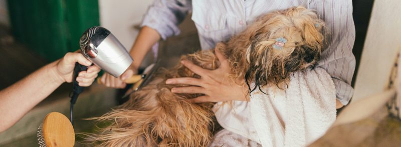 dog grooming in perth