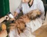 dog grooming in perth