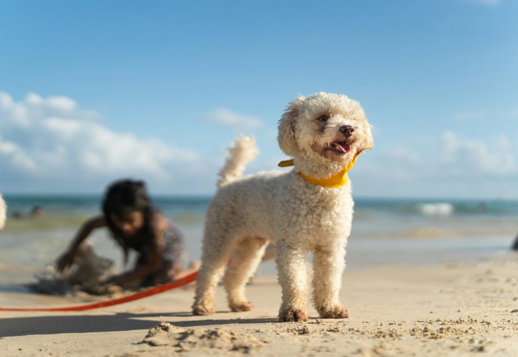 best dog beaches in perth