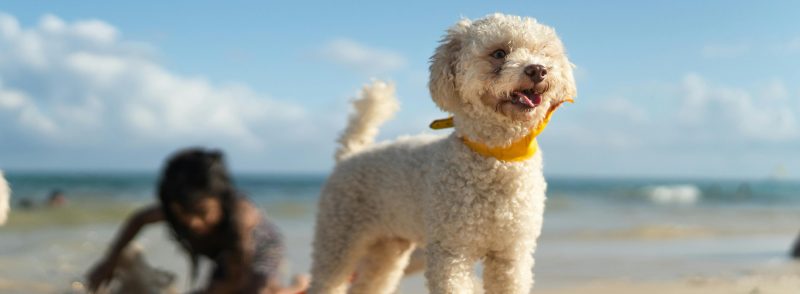 best dog beaches in perth