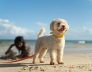 best dog beaches in perth