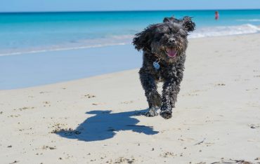 dog-friendly guide to perth