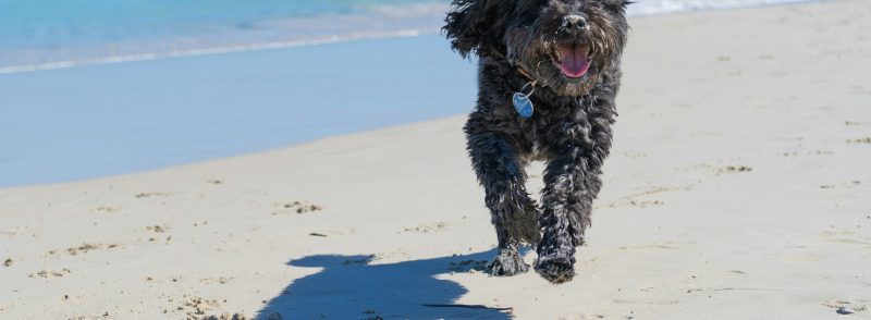 dog-friendly guide to perth