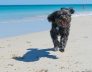 dog-friendly guide to perth