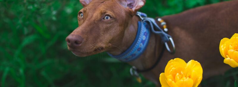 tips for dog care