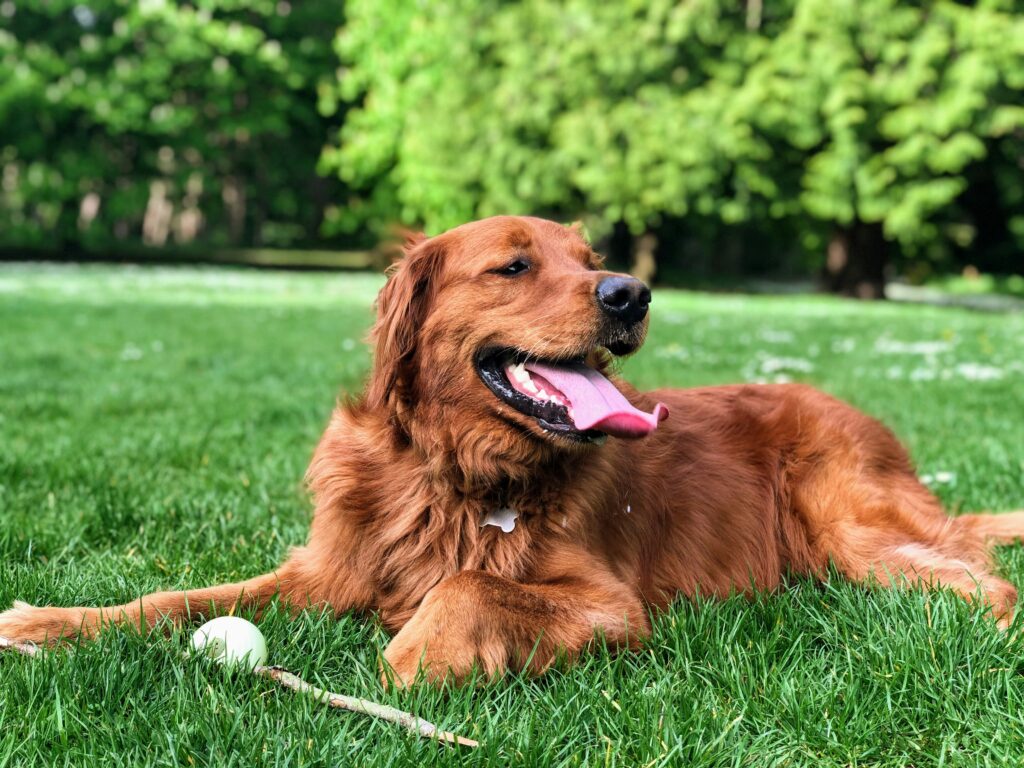 dog parks in perth