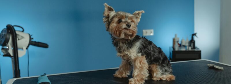 dog grooming haircuts