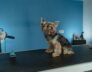 dog grooming haircuts