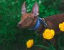 tips for dog care