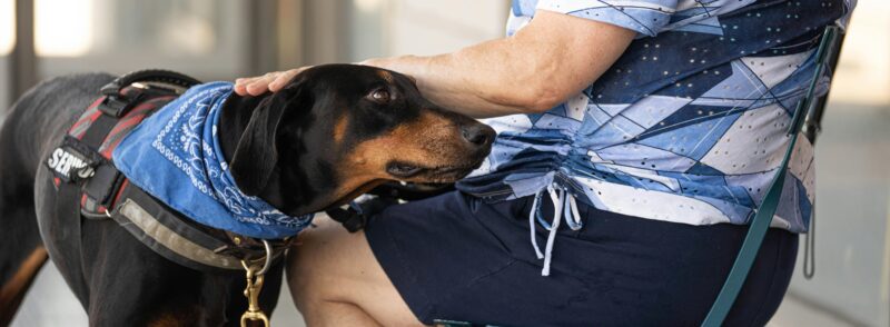 train your dog as a therapy dog