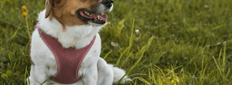 dog training tips
