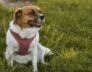 dog training tips